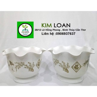 Combo 8 chậu Cát Tường tai bèo 29x19cm