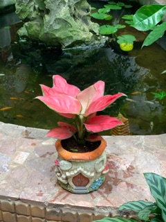 Cây vạn lộc( chậu nhựa)