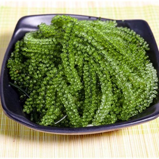 Rong Nho Trang Phạm 