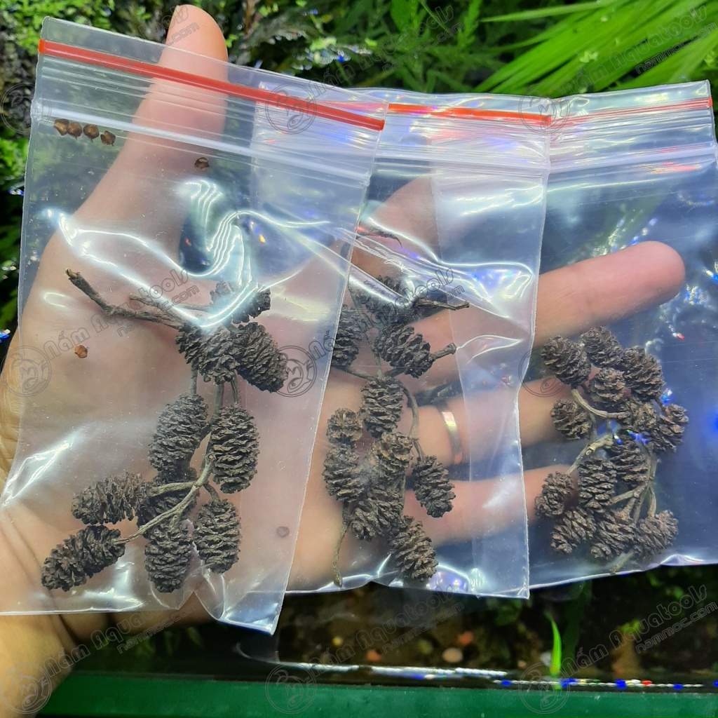 Trái Erlenzapfen - Trái Thông Alder Cones  | Bổ sung vitamin, tạo môi trường tự nhiên cho cá tép thuỷ sinh