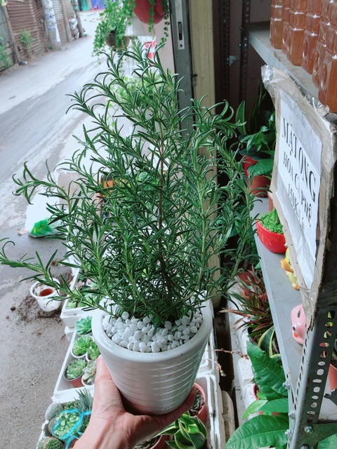 Chậu hương thảo