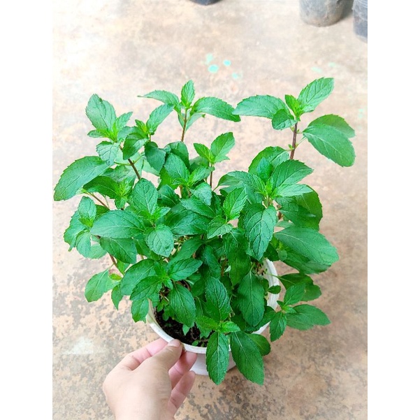 Cây bạc hà Pepermint chậu to và nhỏ, chỉ giao từ HN trở vào nam