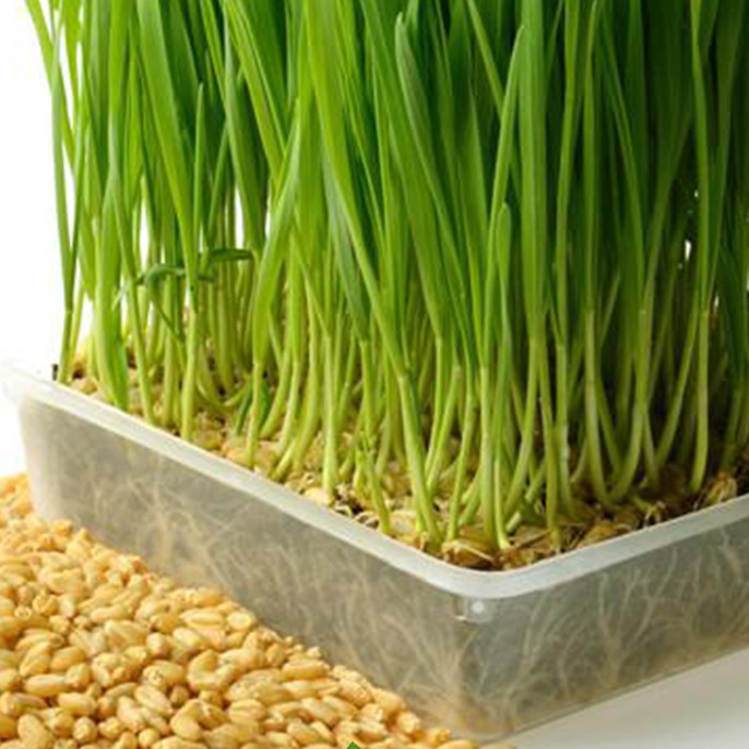 100g Hạt Giống Trồng cỏ lúa mì cho mèo- Hạt giống cỏ lúa mì