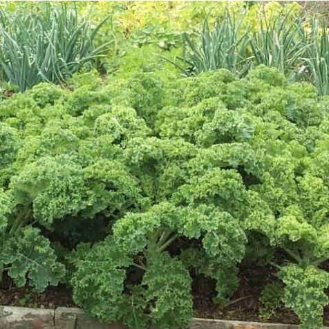 Hạt Giống Rau cải xoăn xanh Kale 20 hạt KHUYẾN MẠI TRONG 1 NGÀY
