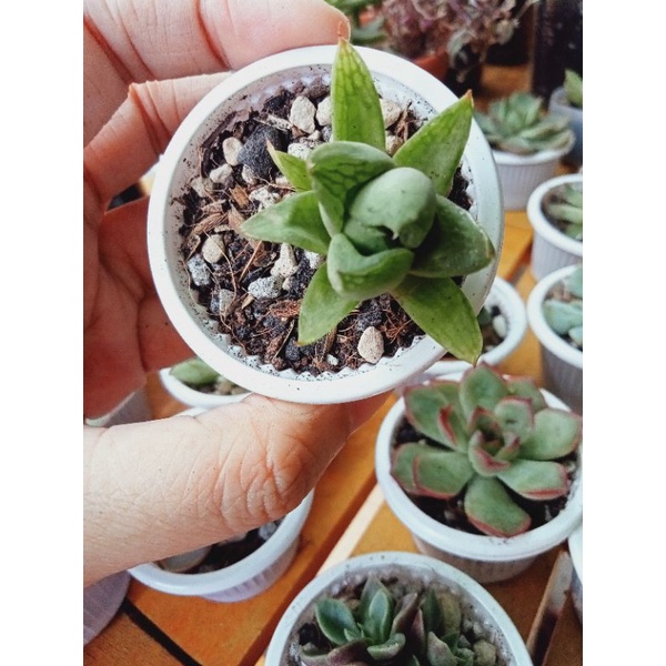 ☘️ Free ship ☘️ Sen đá thạch xanh mini ♥️