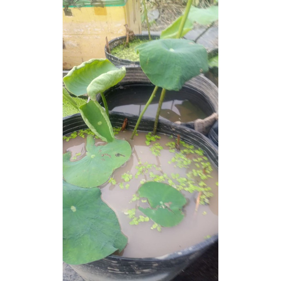 2KG ĐẤT TRỒNG SEN SÚNG, CÂY THỦY SINH