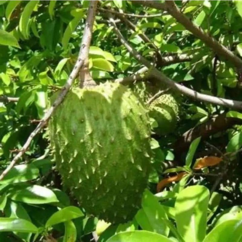 Cây giống mãng cầu xiêm mã lai siêu sớm