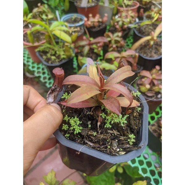 Cây cảnh ventricosa x ramis