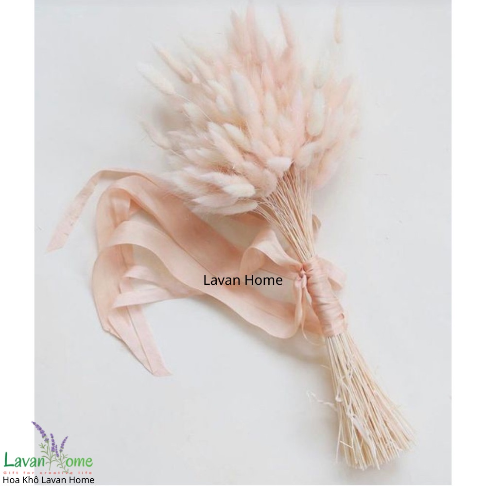 Hoa khô trang trí, cỏ đuôi thỏ decor, hoa khô decor chụp ảnh, trang trí bình gốm sứ, lọ thủy tinh, phòng khách đẹp