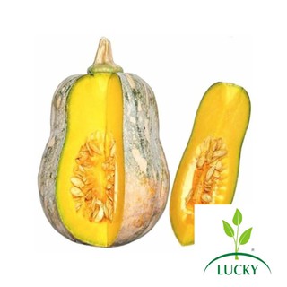 1g Hạt Giống Bí Hạt Đậu Lai (A1.302 | C38A)  THANHHUONG