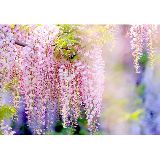 Hoa Tử Đằng (FUJI) Dây Leo Trang Trí Siêu Đẹp-hoa giả-hoa lụa cao cấp