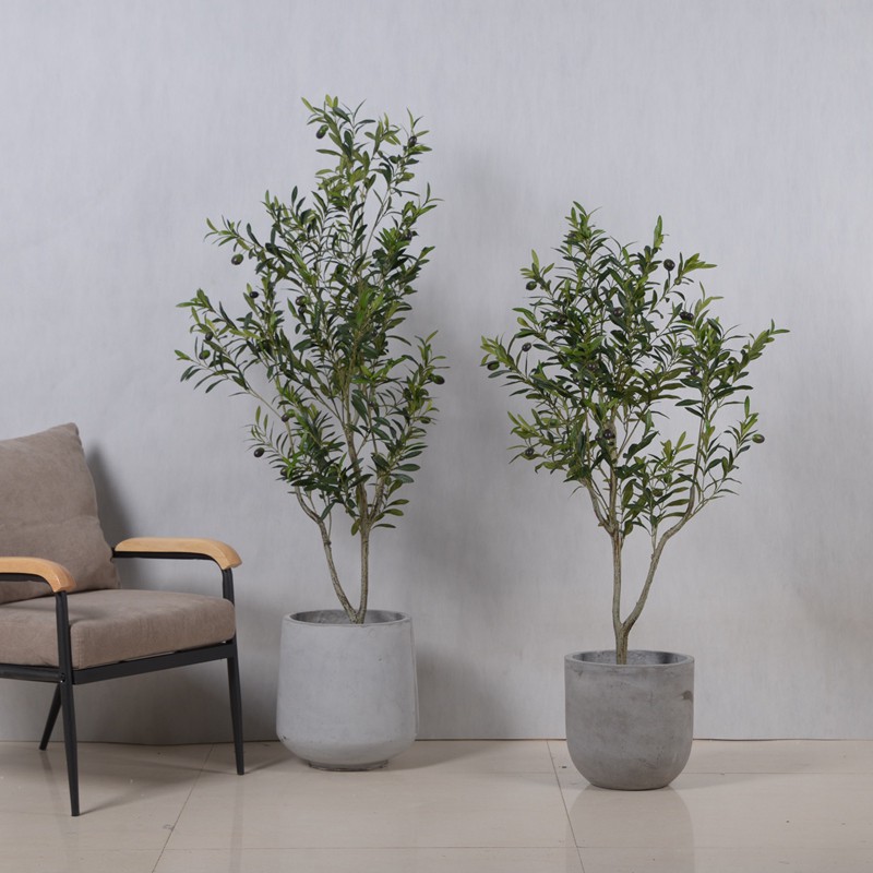 Cây olive trang trí 1m20 - Cây olive decor phòng khách studio