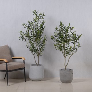 Cây oliu decor phòng khách studio - olive tree