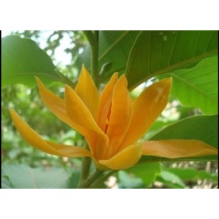 Hoa Hoàng Lan-Ngọc Lan hoa vàng