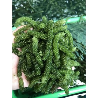 RONG NHO BIỂN TƯƠI 250 TẶNG KÈM SỐT MÈ RANG