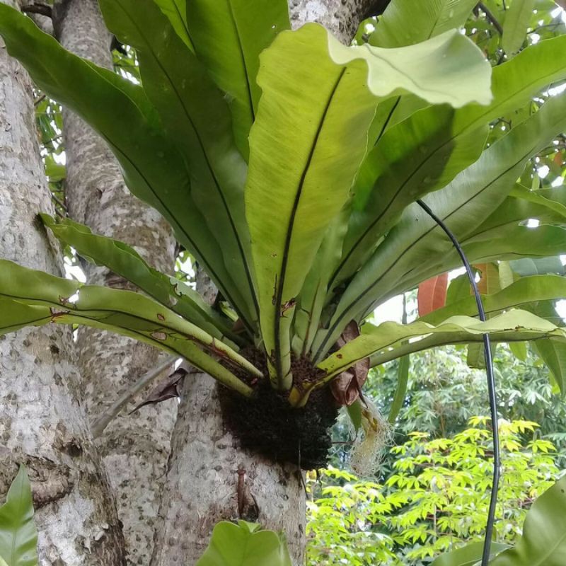 Cây parasite Cadaka