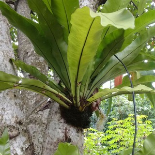 Cây parasite Cadaka