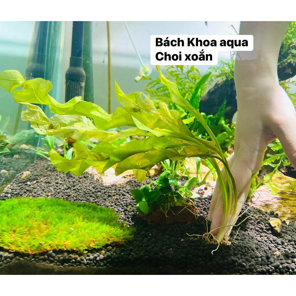 Cây thủy sinh Choi Xoắn  trồng bể cá
