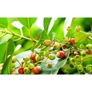 LÁ VỐI KHÔ LÀM TRÀ