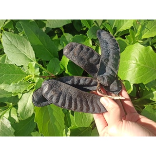 BỒ KẾT KHÔ 500G
