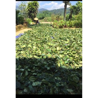 SIÊU GIẲM GIÁ 05KG CHÈ VẰNG GIÚP LỢI SỮA THANH LỌC CƠ THỂ