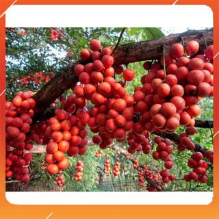 [BÁN CHẠY] CÂY GIỐNG DÂU DA ĐẤT SIÊU QUẢ SIÊU NĂNG SUẤT- CAM KÊT GIỐNG CHUẨN F1