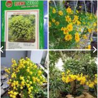 HẠT GIỐNG HOA CÚC RỦ GÓI 50 HẠT