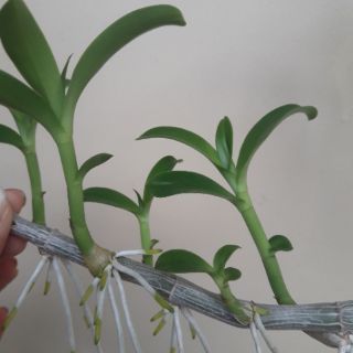 100g phân chì (chiết lẻ) tan chậm 13-11-11 ME