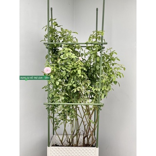 Khung trồng cây cao 180cm 2 tầng cạnh 50cm chuyên trồng cây to