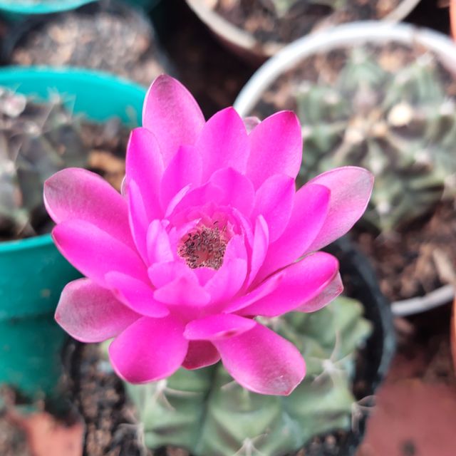 Xương rồng gymnol