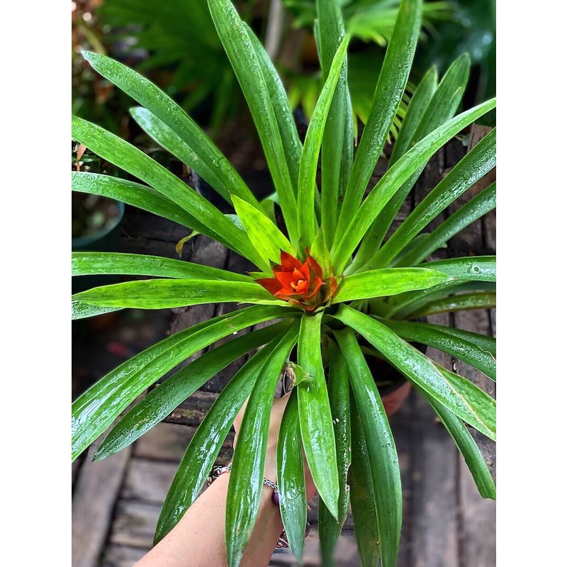 Cây Guzmania lingulata Scarlet Star (Lạp Chúc Hoa) chậu nhựa 10cm (hoa màu ngẫu nhiên)