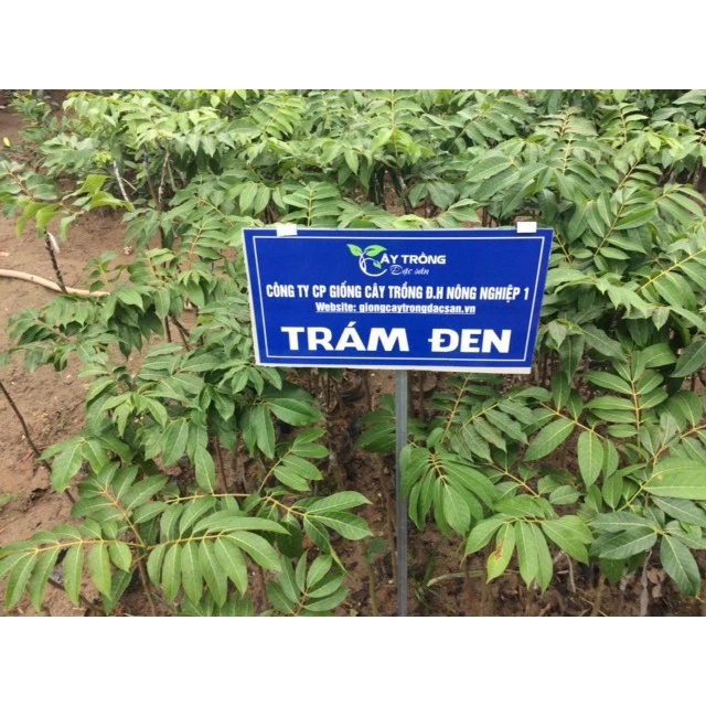 Cây giống trám đen nếp lùn, cây giống F1 quả sớm, cây giống đã được thuần chủng , giống khỏe, không mất công chăm sóc