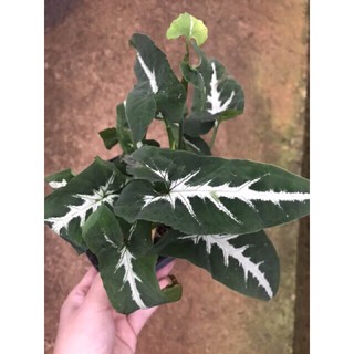 Trầu bà nhung gân trắng thuỷ sinh