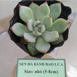 Sen đá bánh bao lửa - size nhỏ (5-8cm)