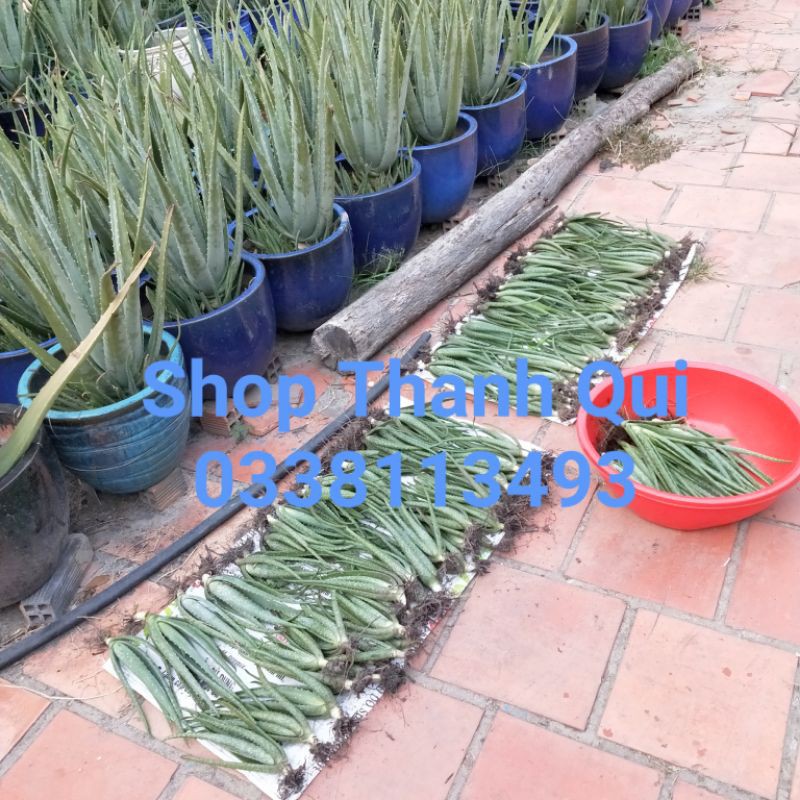 Cây Nha Đam Giống Mỹ