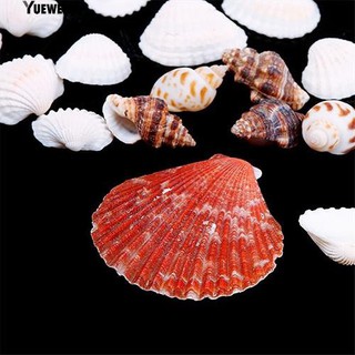 Vỏ ốc biển dùng trang trí bể cá độc đáo