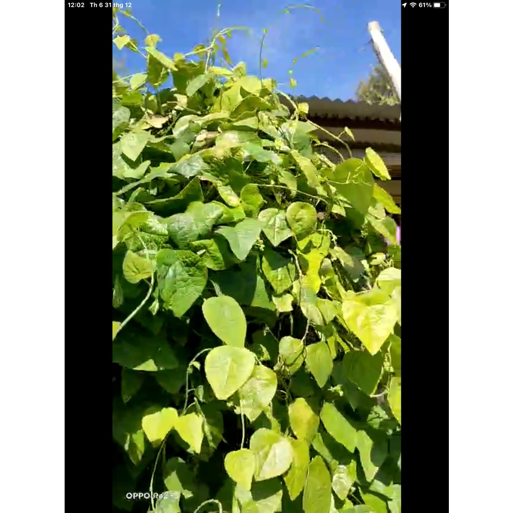 Hạt Giống Lá Sương Sâm Trơn