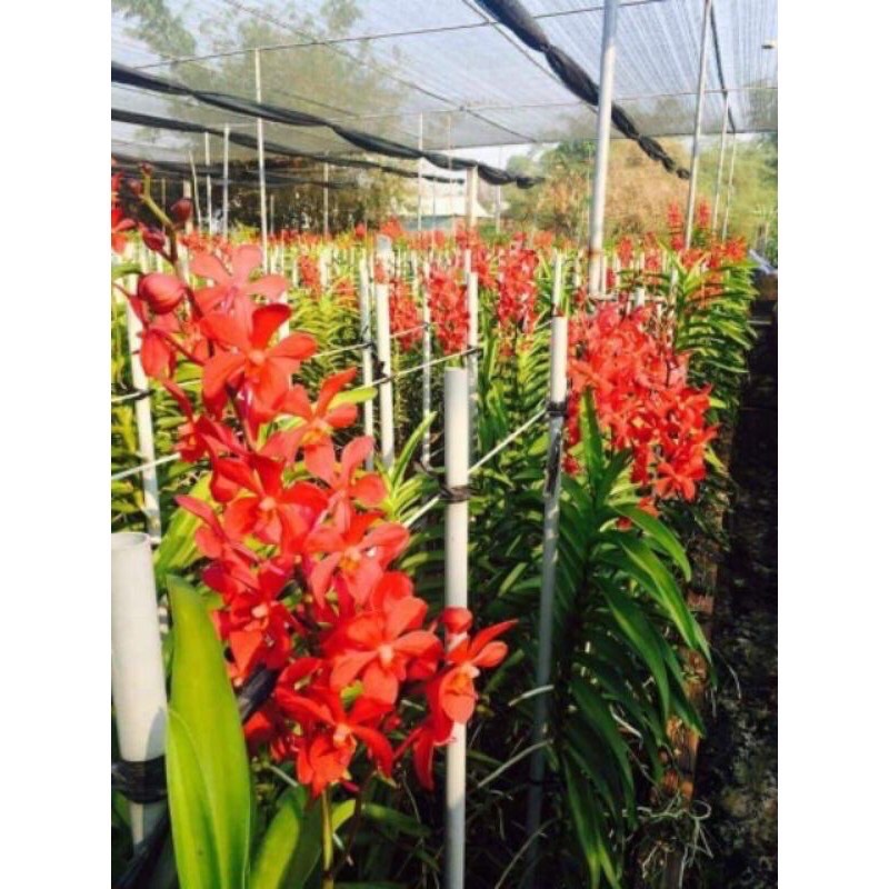 Lan mokara cây giống cao 20-30cm- cây tơ thẳng đẹp màu đỏ