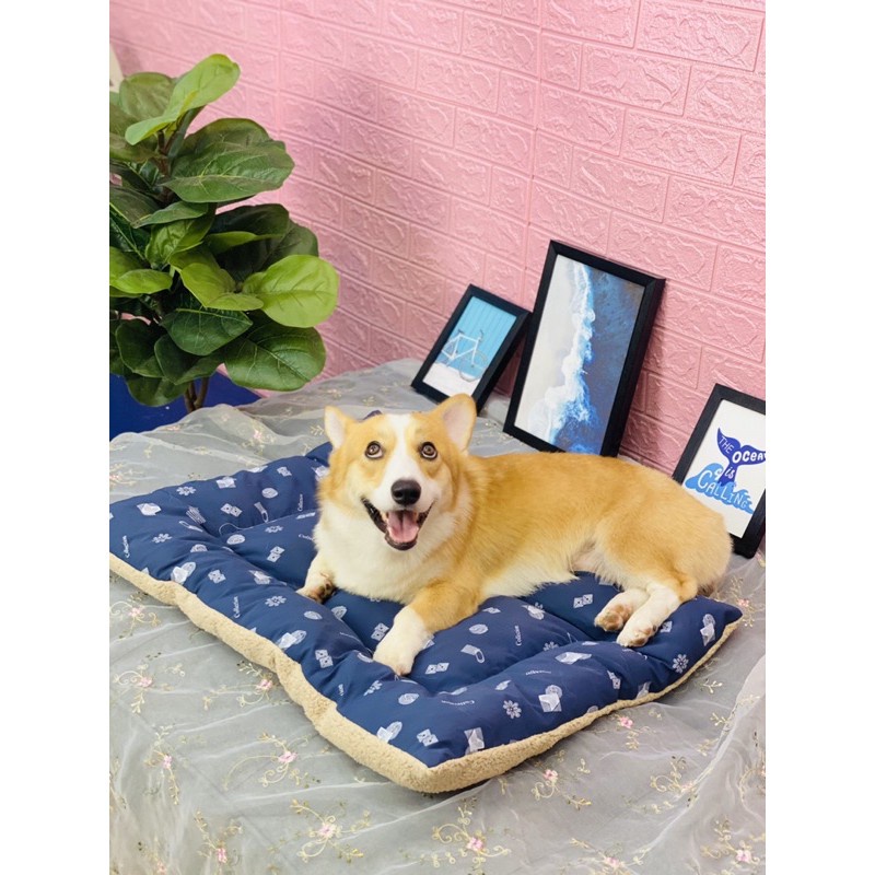 Nệm nằm size đại cho chó alaska , husky