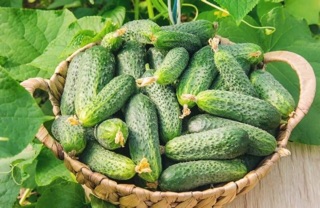 Hạt giống dưa chuột bao tử