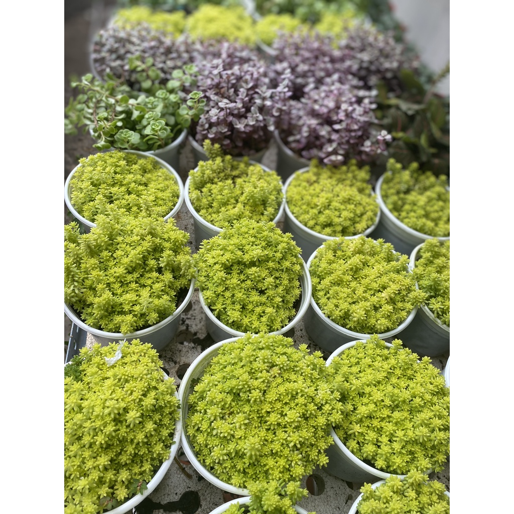 SEN ĐÁ SEDUM VÀNG, SEDUM HẠT GẠO -  CÂY KHOẺ, DỄ TRỒNG