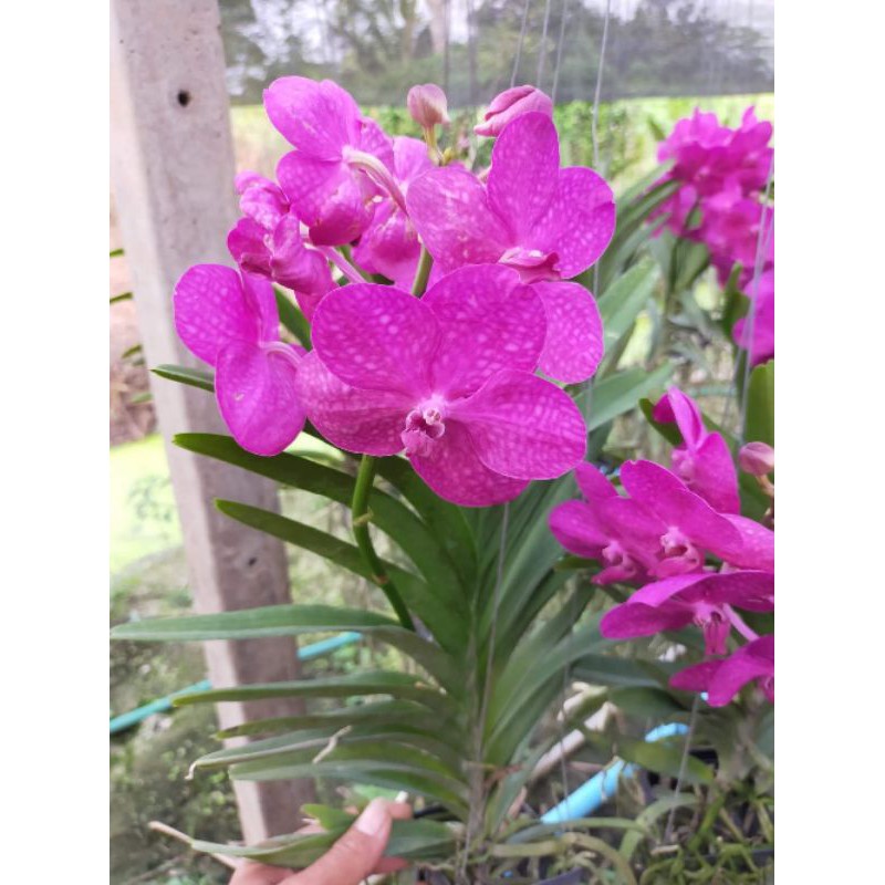 Lan Vanda trưởng thành 2 màu tím và hồng