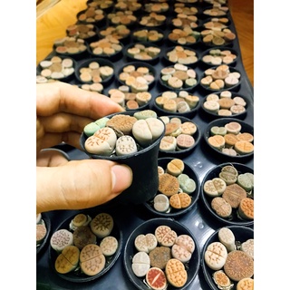 chậu 7 cây sen đá mông , sen thạch lan  , Lithops size to