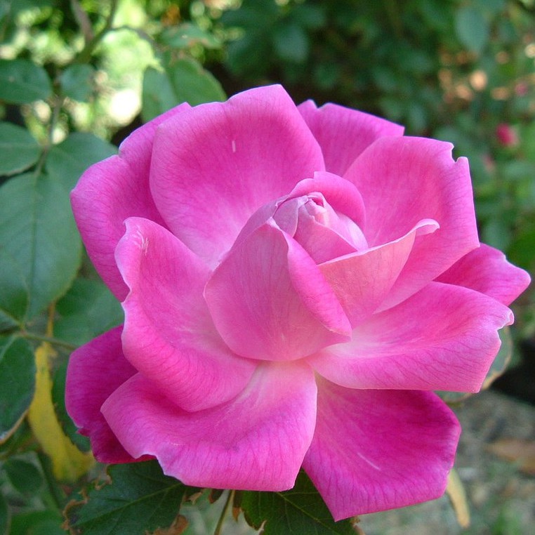 Cánh Hoa Hồng Sấy Khô