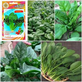 Hạt Giống Cải Bó Xôi (Rau Chân Vịt) Chịu Nhiệt, Dễ Trồng - 300H