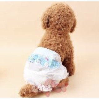 Tả Bỉm cho thú cưng cún gái