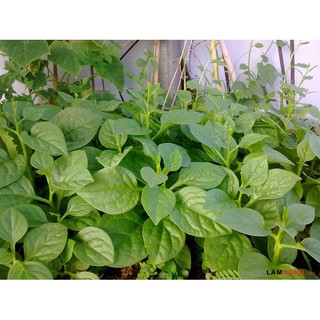 Mồng Tơi RĐ 38 ( 500 gr )