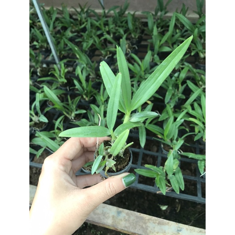 Dendro Yaya Mini Siêu Siêng Hoa