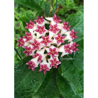 cẩm cù Hoya