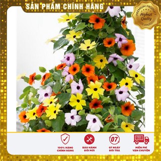 Hạt giống Hoa Ánh Dương ( 04 hạt)